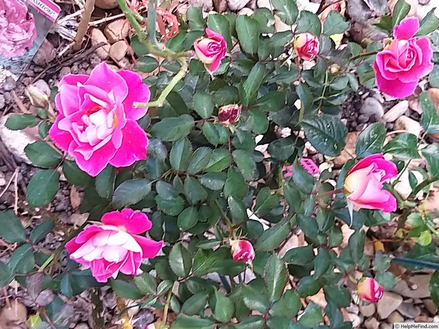 'Belle de Clermont®' rose photo