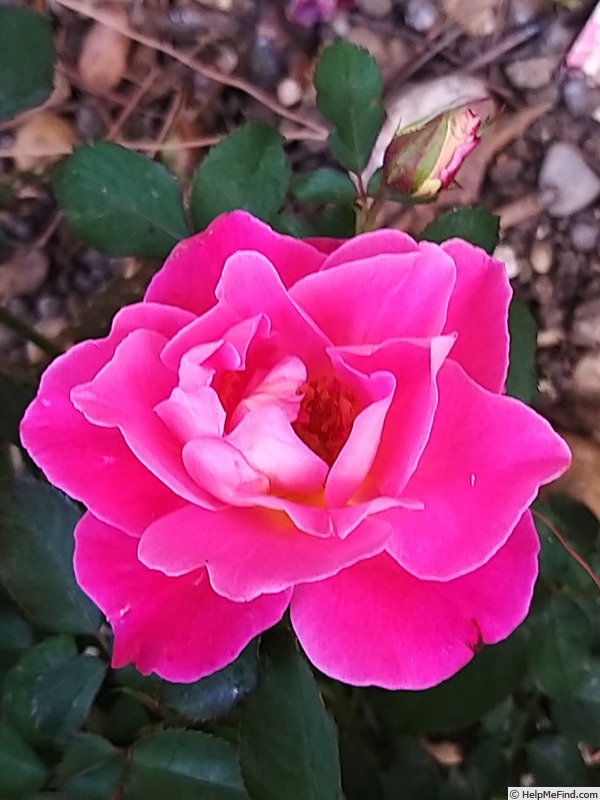 'Belle de Clermont®' rose photo