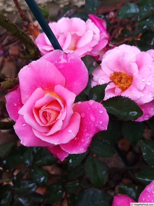 'Belle de Clermont®' rose photo