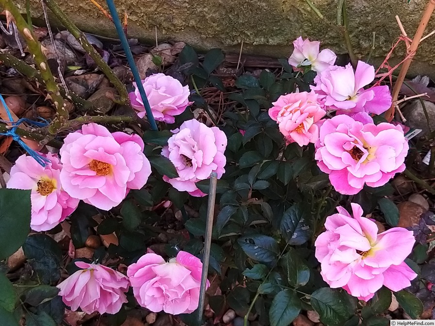 'Belle de Clermont®' rose photo