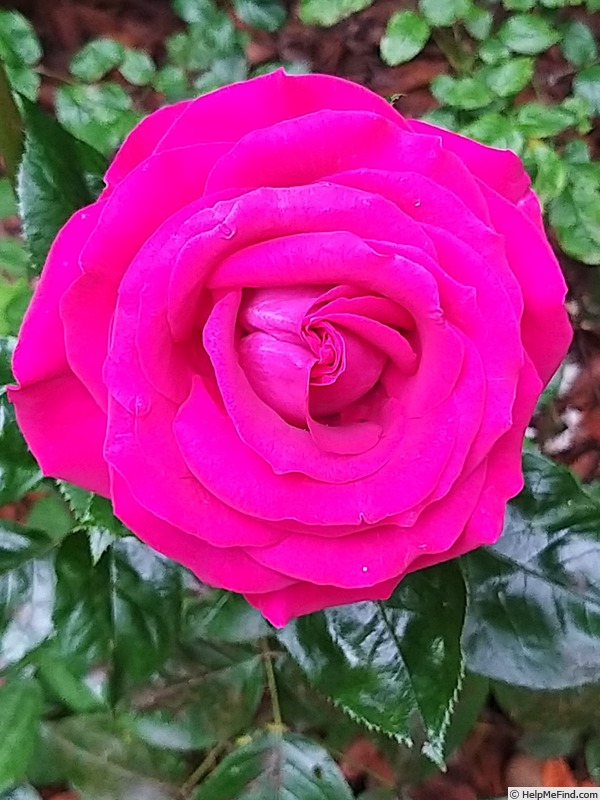 'Belles Rives ®' rose photo