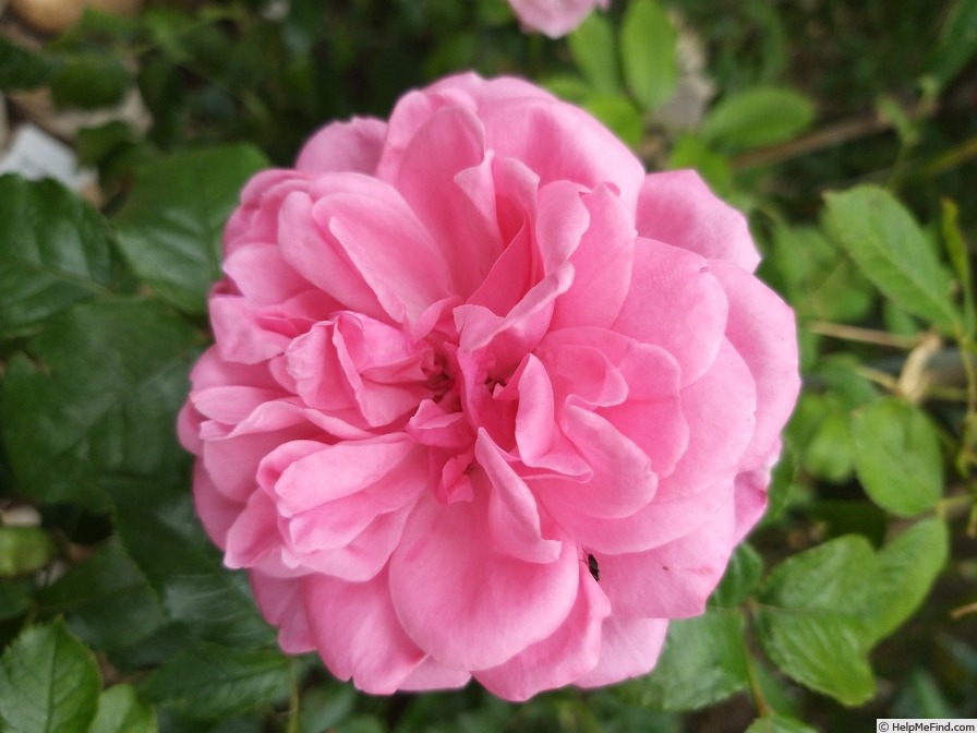 'Berleburg ®' rose photo