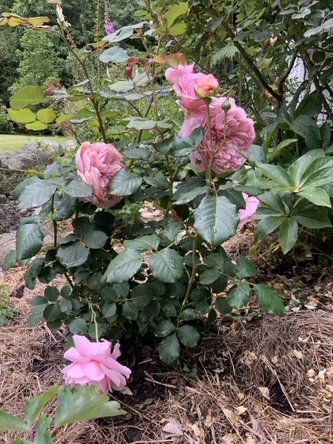 'NZ Gardener' rose photo