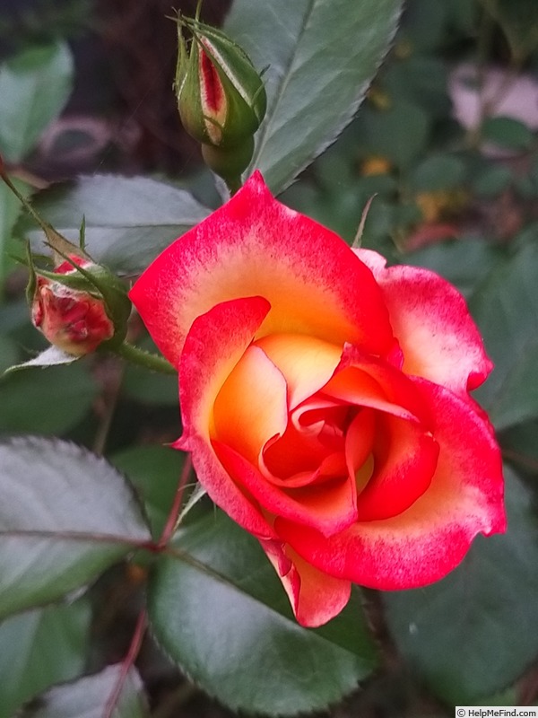'Betty Boop ™ (Floribunda, Carruth, 1999)' rose photo