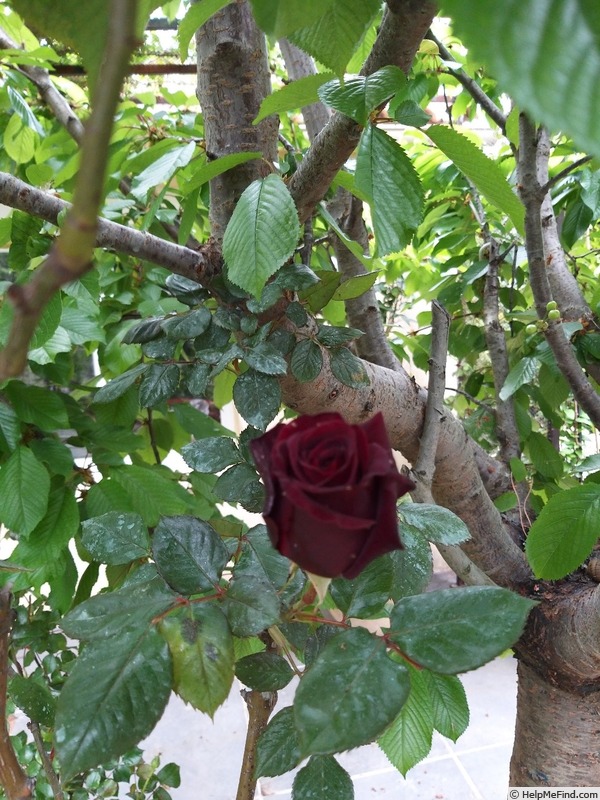 'Black Baccara ™' rose photo