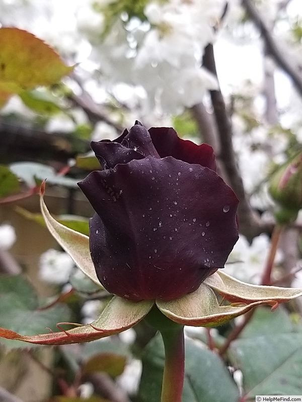 'Black Baccara ™' rose photo