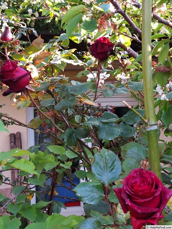 'Black Baccara ™' rose photo