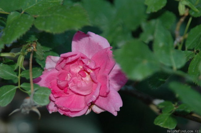 'Isabella Skinner' rose photo