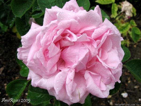 'Catherine Soupert' rose photo