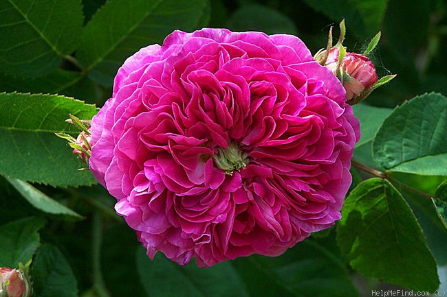 'Louis Philippe (gallica)' rose, click to enlarge 'Louis Philippe (gallica)' rose photo