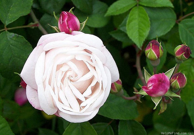 'Splendens (Ayrshire, unknown, before 1837)' rose photo