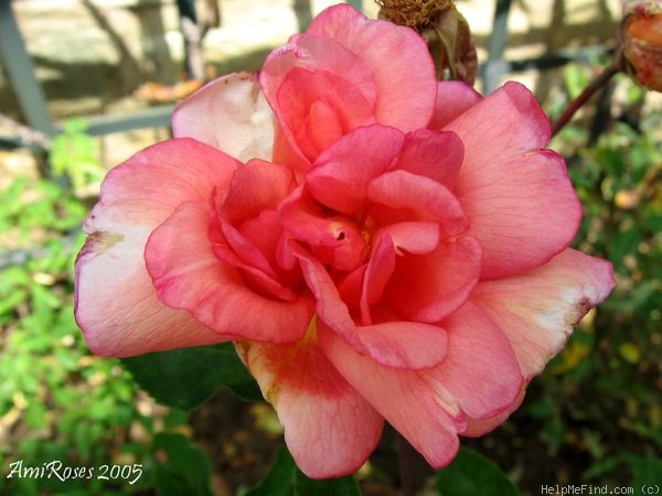 'Madame Clémence Marchix' rose photo