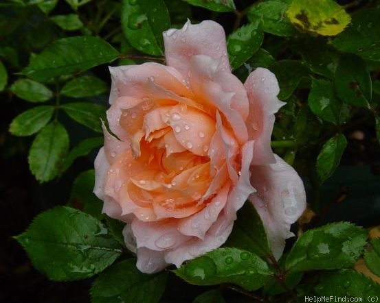'Flower Power (mini-flora, Fryer, 1998)' rose photo