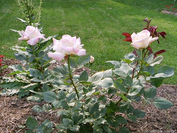'Helen Naudé' rose photo