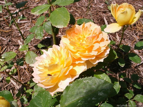 'Molineux' rose, click to enlarge 'Molineux' rose photo