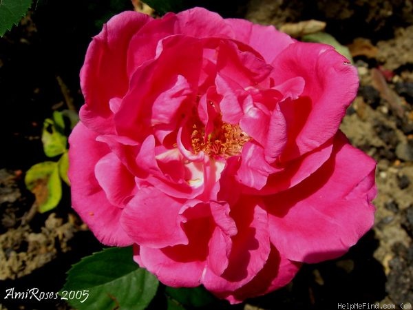 'Hugh Watson' rose photo