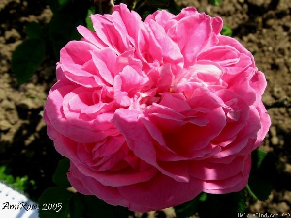 'Madame Charles Verdier' rose photo