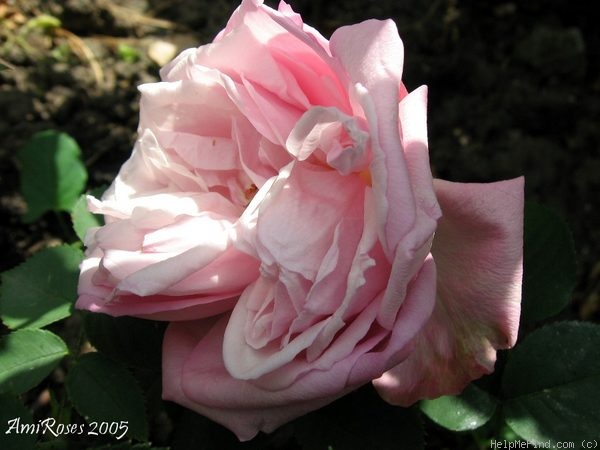 'Gloire d'Olivet' rose photo