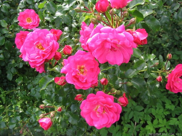 'Heidetraum' rose photo