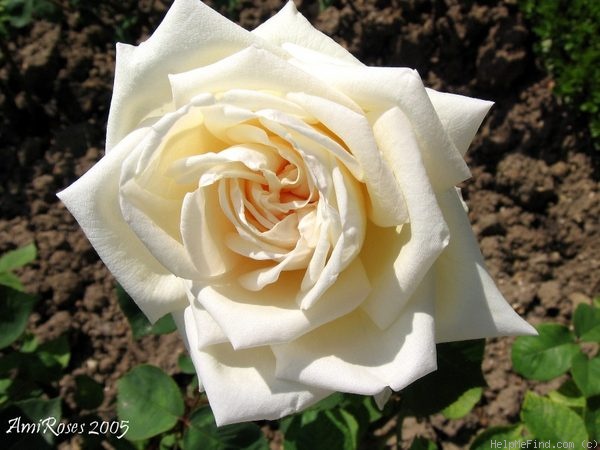 'Jacques Porcher' rose photo