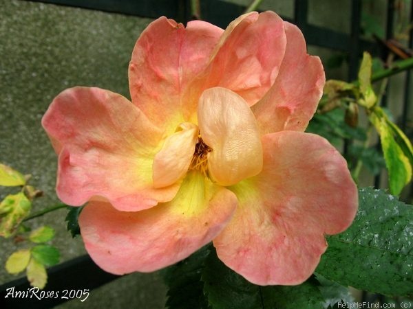 'Rhodophile Gravereaux' rose photo