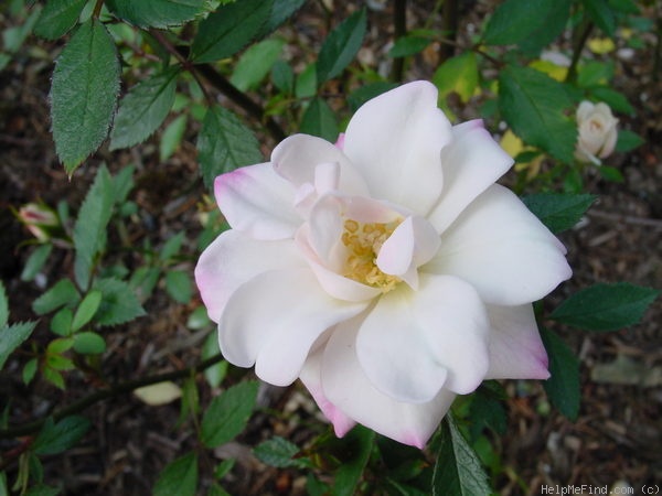 'Snow Maiden' rose photo