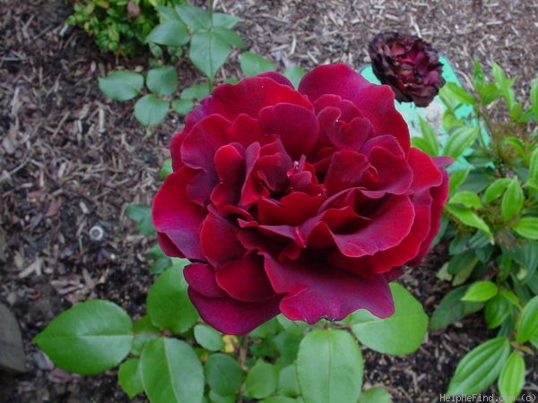 'Blackstone' rose photo