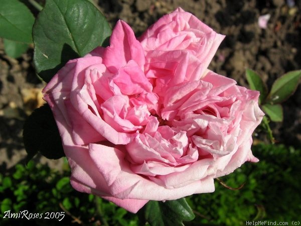 'Elise Flory' rose photo