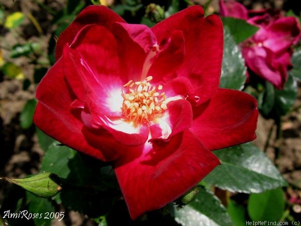 'Sanguin' rose photo
