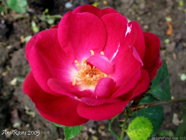 'Sanguin' rose photo