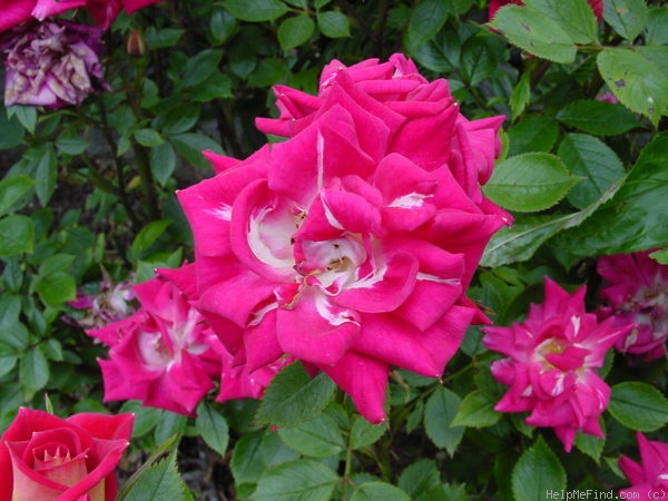 'Lovers Only' rose photo