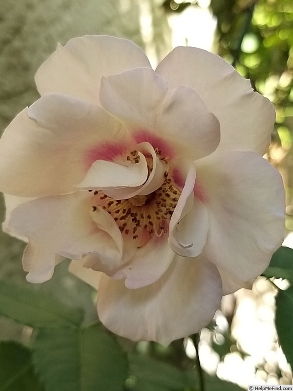 'Blue Eyes ® (floribunda, James 2004)' rose photo