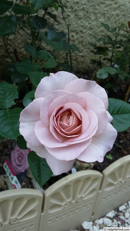 'Blue Girl® (hybrid tea, Sauvageot/NIRP, 2008)' rose, click to enlarge 'Blue Girl® (hybrid tea, Sauvageot/NIRP, 2008)' rose photo