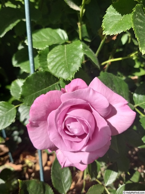 'Blue River ® (hybrid tea, Kordes, 1984)' rose, click to enlarge 'Blue River ® (hybrid tea, Kordes, 1984)' rose photo