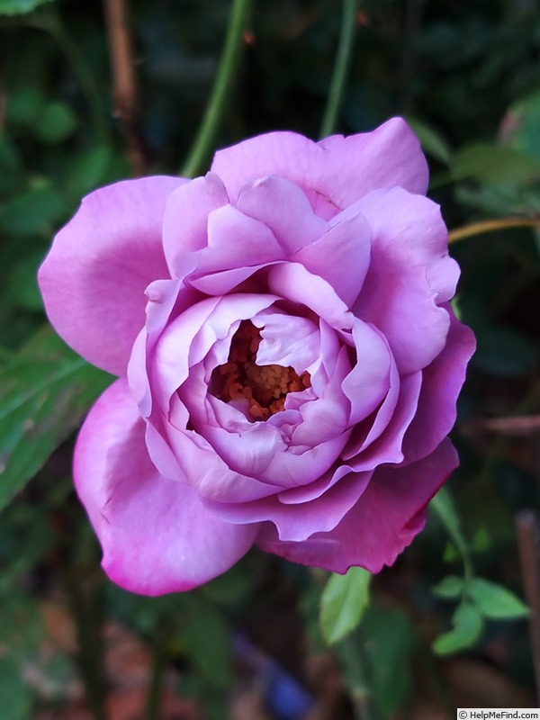 'Blue River ® (hybrid tea, Kordes, 1984)' rose, click to enlarge 'Blue River ® (hybrid tea, Kordes, 1984)' rose photo