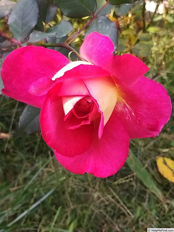 'Bolshoï ® (hybrid tea, Meilland, 1996)' rose photo