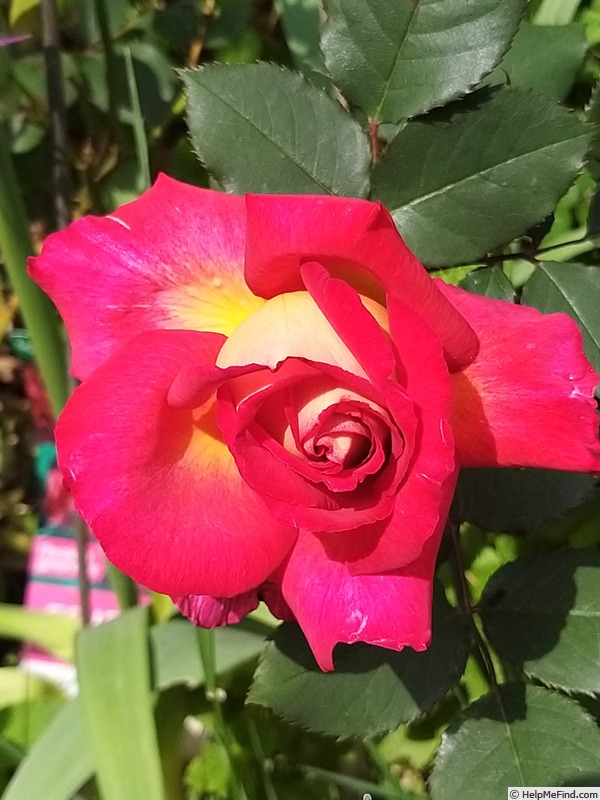 'Bolshoï ® (hybrid tea, Meilland, 1996)' rose photo