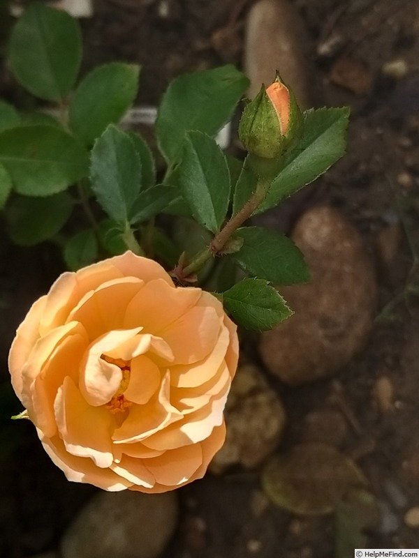 'Bordure Nacrée ®' rose photo