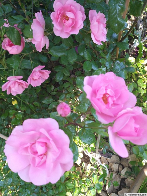 'Bordure Rose No. 2' rose photo
