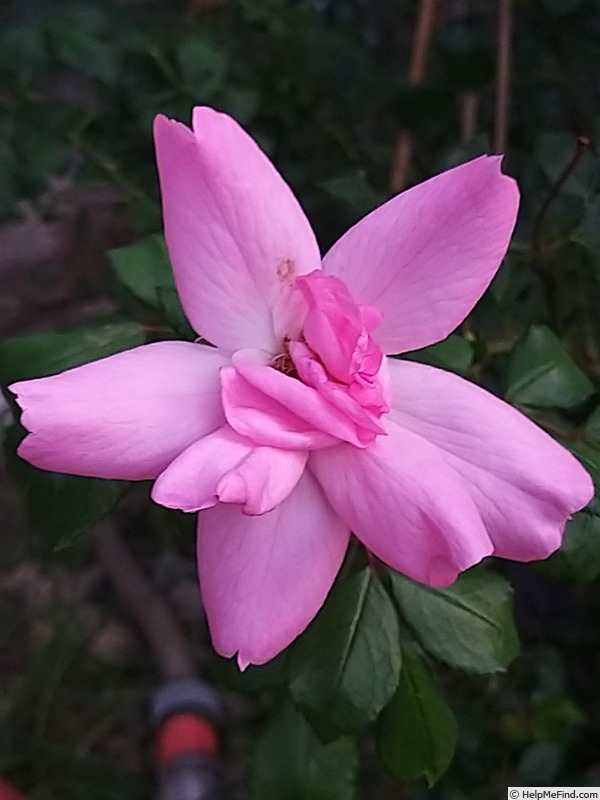 'Bordure Rose No. 2' rose, click to enlarge 'Bordure Rose No. 2' rose photo