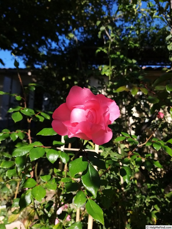 'Bordure Rose No. 2' rose, click to enlarge 'Bordure Rose No. 2' rose photo