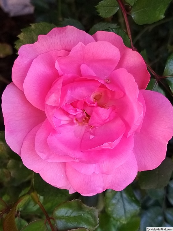 'Bordure Rose No. 2' rose, click to enlarge 'Bordure Rose No. 2' rose photo