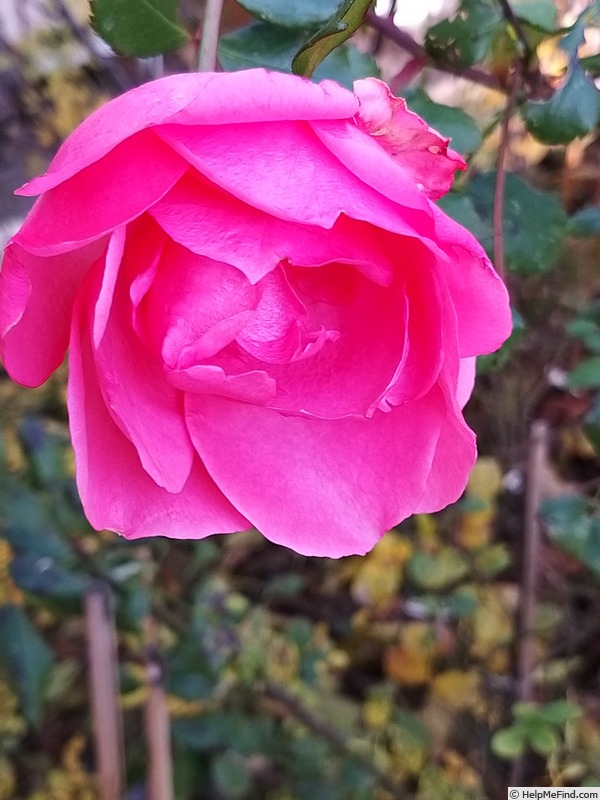 'Bordure Rose No. 2' rose, click to enlarge 'Bordure Rose No. 2' rose photo