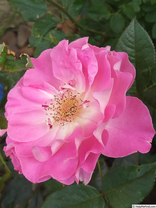 'Bornéo Odore ®' rose photo