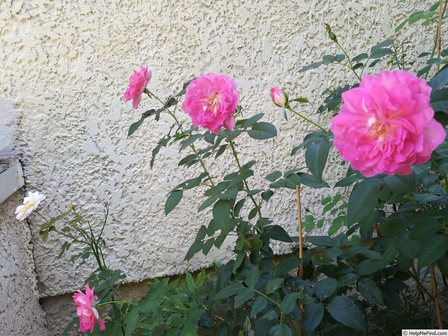 'Bornéo Odore ®' rose photo