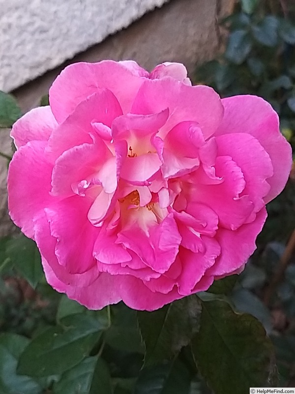 'Bornéo Odore ®' rose photo
