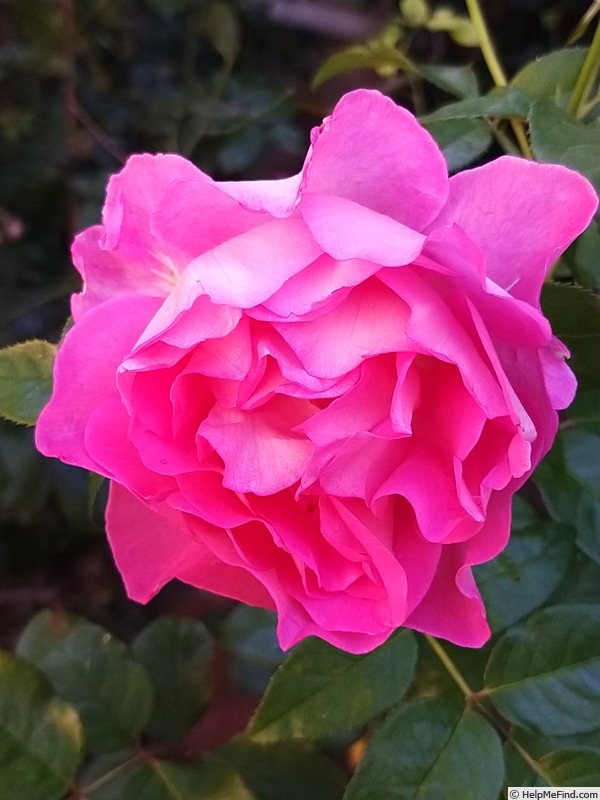 'Bornéo Odore ®' rose photo