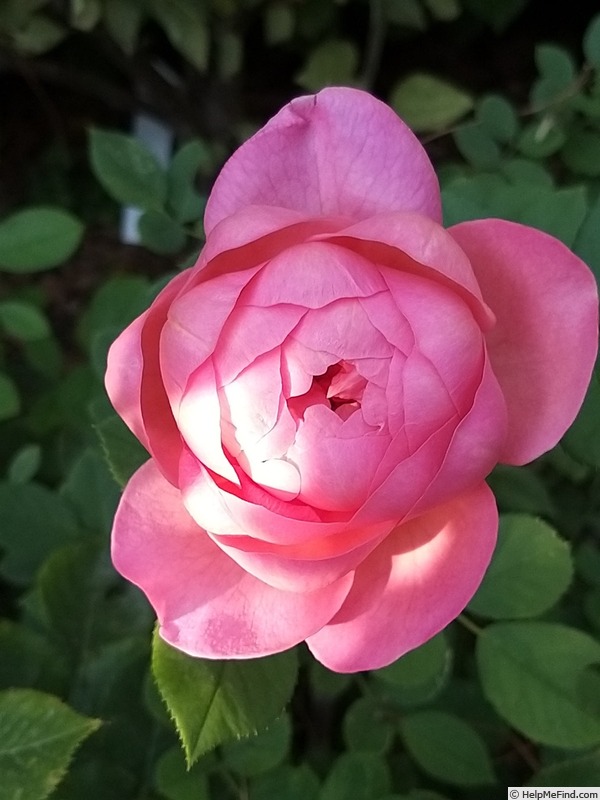 'Boscobel ® (shrub, Austin 2012)' rose photo