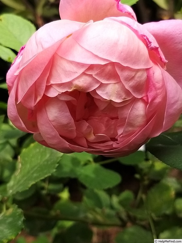 'Boscobel ® (shrub, Austin 2012)' rose photo