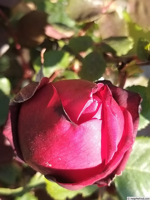 'Botero ®' rose photo